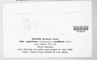 Armillaria mellea image